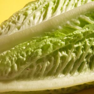 Scoprire le proprietà dell’orto: la lattuga
