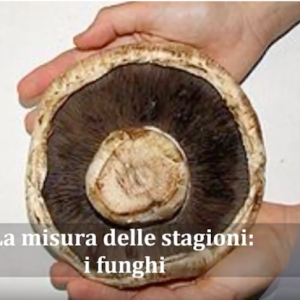 La misura delle stagioni: i funghi La misura delle stagioni: i funghi
