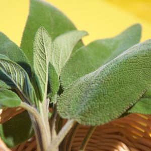 Le erbe aromatiche: la salvia
