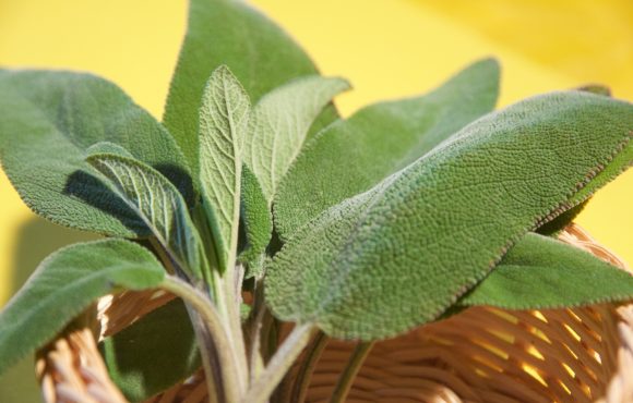 Le erbe aromatiche: la salvia