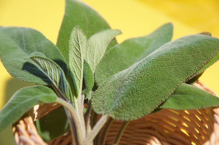 Le erbe aromatiche: la salvia Le erbe aromatiche: la salvia
